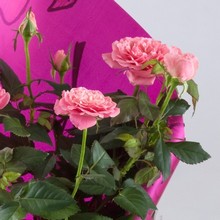 mini rose plant gift www.thegravesendflorist.co.uk